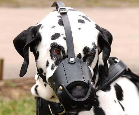 leather dog muzzle for Dalmatian