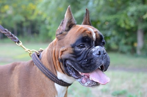 Braided Dog Collar for German Boxer Best Braids