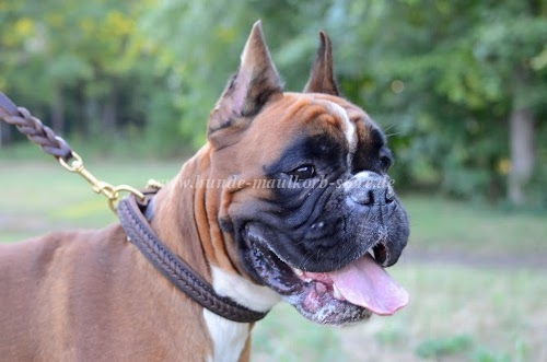 Geflochtenes Hundehalsband für Deutschen Boxer Ⓑ