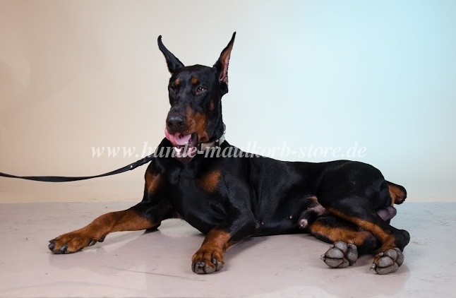 Nieten Halsband Leder Exklusiv | Dobermann Hunde Halsband