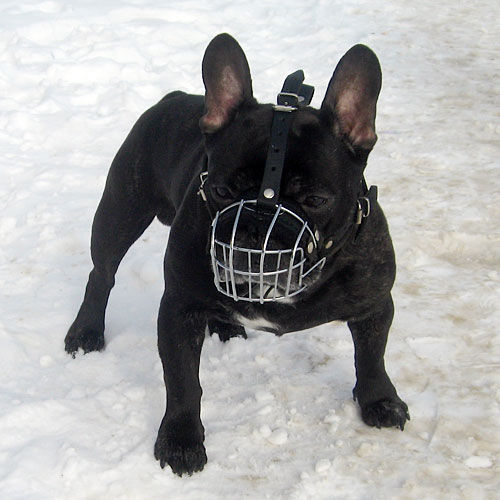 Maulkorb für Französische Bulldogge | Boston Terrier Beisskor - zum Schließen ins Bild klicken