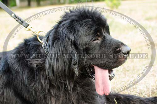 geflochtens hundehalsband leder Neufundland C47