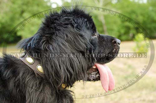 Newfoundland dog leather collar C103