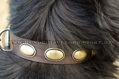 dog leather collar Newfoundland C103