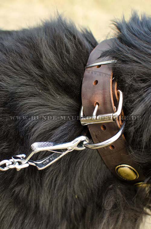 leather collar Newfoundland C103 
