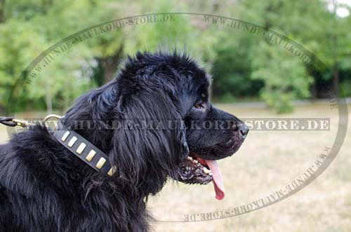 Wide Leather Collar for Dogs With Fine Brass Plates S26