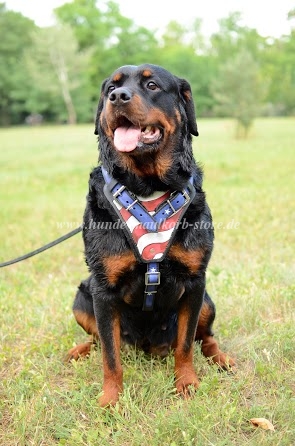 Rottweiler Geschirr mit USA Design Extra Qualität