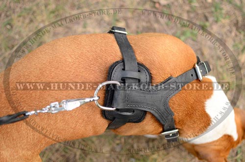 Exklusives Brustgeschirr aus starkem Leder mit Spikes Dekor