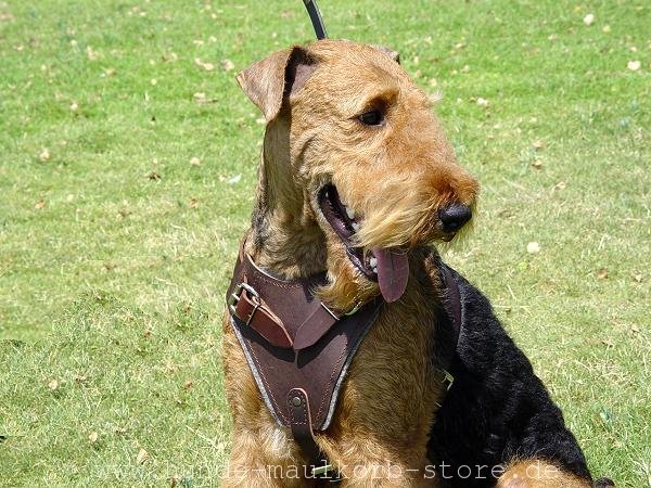 Hundegeschirr aus Leder XL mit Filz-Polsterung für Hundesport