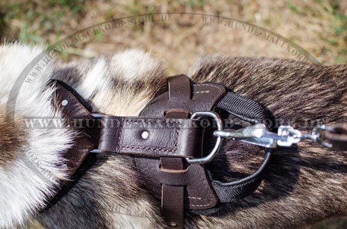 Hundegeschirr aus Leder XL mit Filz-Polsterung für Hundesport