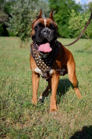 Leder Hundegeschirr Boxer zum besten Preis!