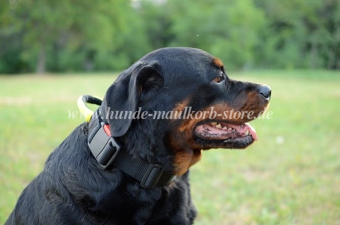 Rottweiler dog collar Nylon with handle with Grip Super Comfort