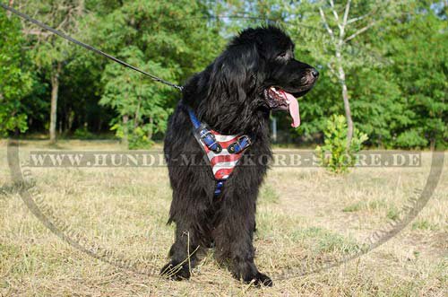 Leather Harness Newfoundland H1 AP