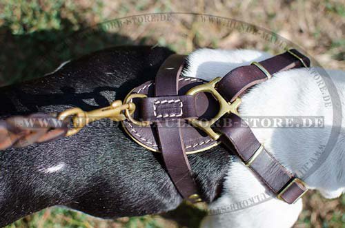 Ledergeschirr Französische Bulldogge H2R