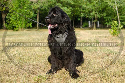 Leather harness for Newfoundland | Padded Dog Harness K9