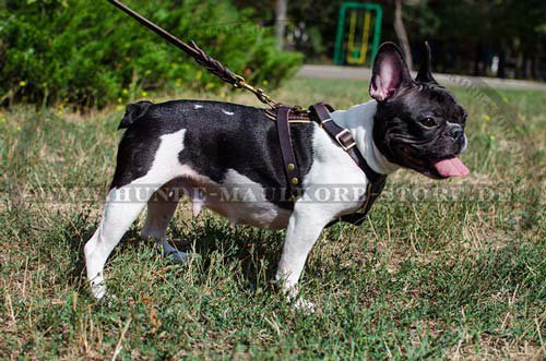 Französische Bulldogge Hundegeschirr H2R