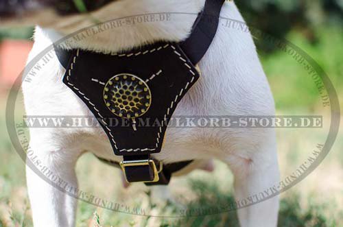 Französische Bulldogge in Hundegeschirr aus Leder H2R