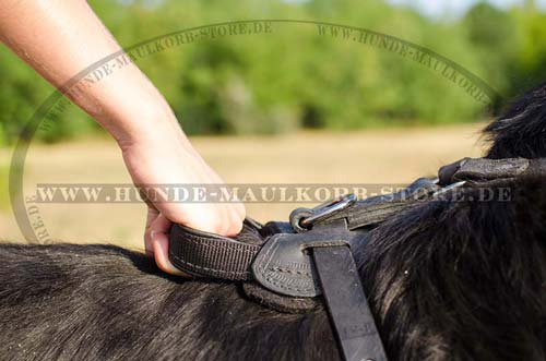 Leather Dog Harness with Handle for Newfoundland H1