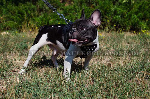 Leather harness with Studs for French Bulldog H24