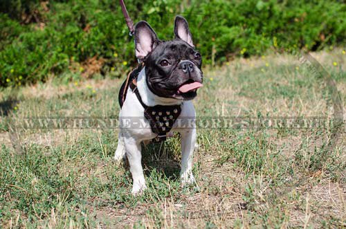 Leder Hundegeschirr für Französische Bulldogge - zum Schließen ins Bild klicken