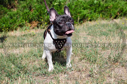 Leather dog harness with pyramids for French Bulldog