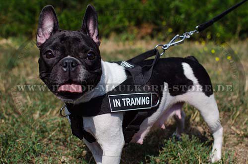 Nylon Dog Harness for French Bulldog H17