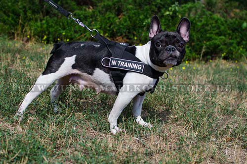 Nylon Dog Harness French Bulldog H17