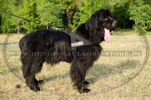 Nylon Dog Harness for Newfoundland H17