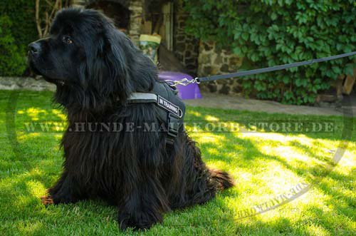 Newfoundland dog nylon harness H6P