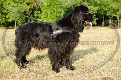 Nylon Dog Harness Newfoundland H17