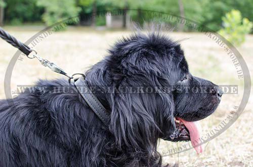 hundehalsband leder Neufundland C1