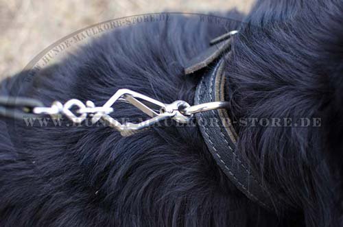 neues hundehalsband leder Neufundland C1