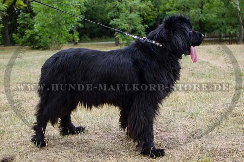 Leather Dog Collar with Small Circles Newfoundland S27