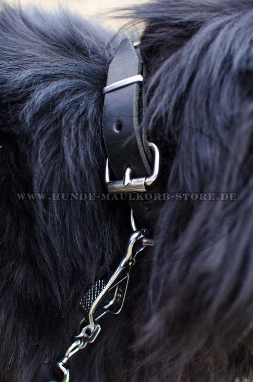 Newfoundland Studded Collar 1 inch S27