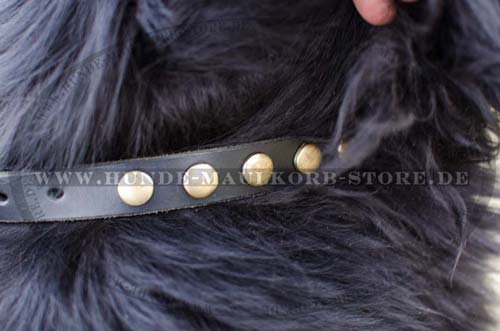 Studded Collar for Newfoundland s27