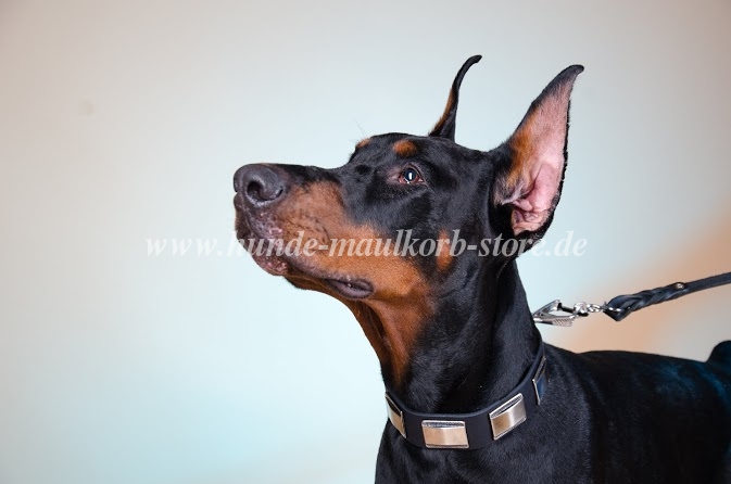 Hunde Halsband mit Feinen Platten | Lederhalsband für Dobermann