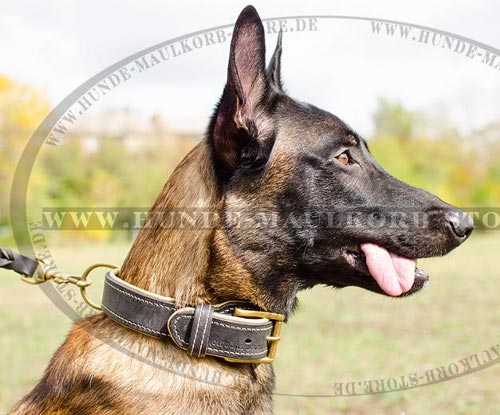Hunde Halsband gepolstert für Malinois, X-Herder