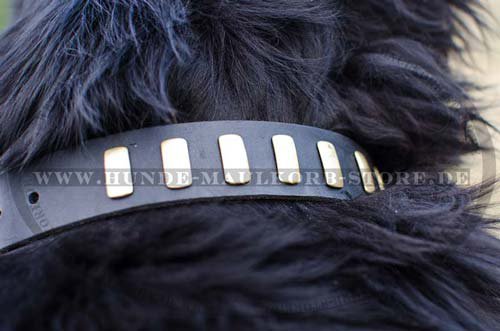 Newfoundland Leather Collar With Fine Brass Plates S26