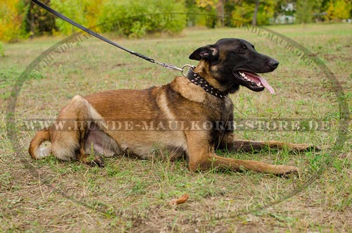 Malinois Halsband aus Leder für Spaziergang Design 2020-21 - zum Schließen ins Bild klicken