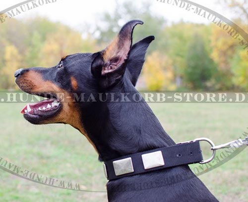 Hundehalsband mit Chunks für Dobermann, Nylon mit Platten