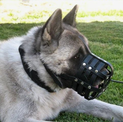 Light leather dog muzzle for Husky