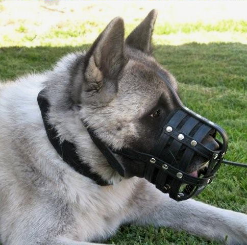 Siberian Husky Everyday Leather Dog muzzle