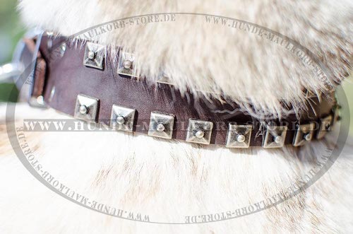 Hundehalsband Nieten für Jagdhunde, Designer Hundeartikel