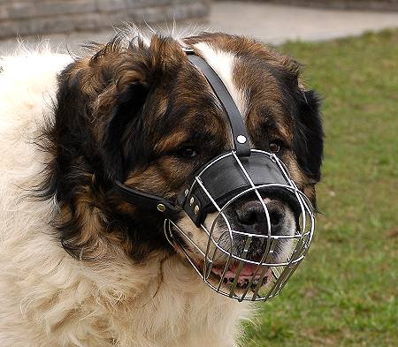 Wire dog muzzle