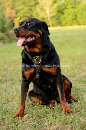 Laufgeschirr für Rottweiler | Suchgeschirr aus Leder ❤