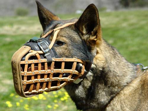 Maulkorb für Deutscher Schäferhund, Leder mit Stahlschiene - zum Schließen ins Bild klicken
