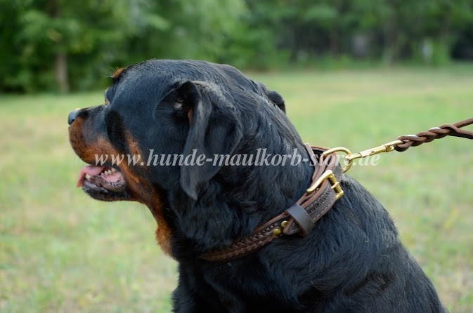 Rottweiler Halsband aus Leder Super Zöpfdesign! - zum Schließen ins Bild klicken