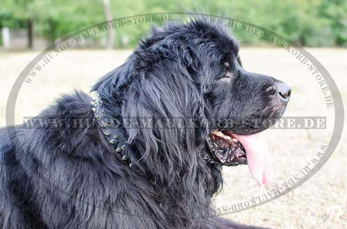 Leather Dog Collar with 3 Rows of Nickel-Plated Spikes S44