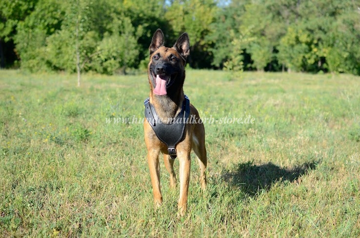 Dog Sport Leather Harness for Belgian Malinois - Click Image to Close