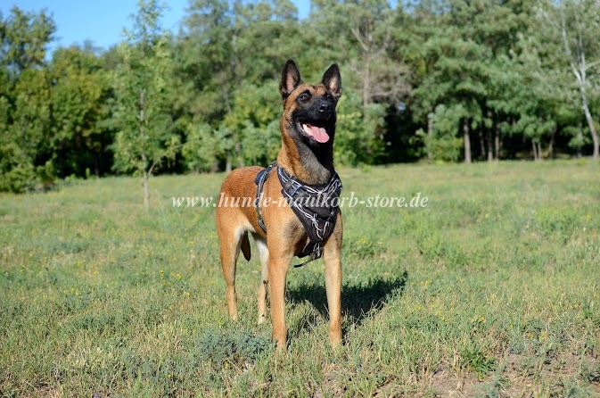 Bemaltes Malinois Geschirr aus Leder für Hetzarbeit